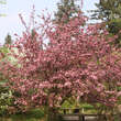 Malus 'Coccinella': Bild 7/7