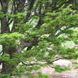 Acer palmatum 'Shishigashira': Bild 8/10