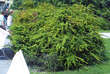 Berberis thunbergii: Bild 6/7