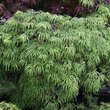 Acer palmatum 'Palmatifidum'  H100+: Bild 6/6