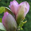 Magnolia brookl. 'Woodsman': Bild 2/5