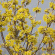 Cornus mas 'Schönbrunner Gourmet': Bild 2/7