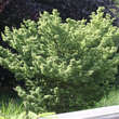 Acer palmatum 'Shishigashira': Bild 9/10