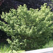 Acer palmatum 'Shishigashira': Bild 9/10