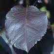 Prunus virginiana 'Shubert': Bild 2/3