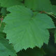 Crataegus coccinea: Bild 2/4