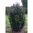 Buxus sempervir. 'Handsworthiensis': Bild 2/2