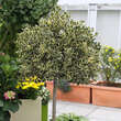 Ilex aquifolium 'Argenteomarginata': Bild 5/7
