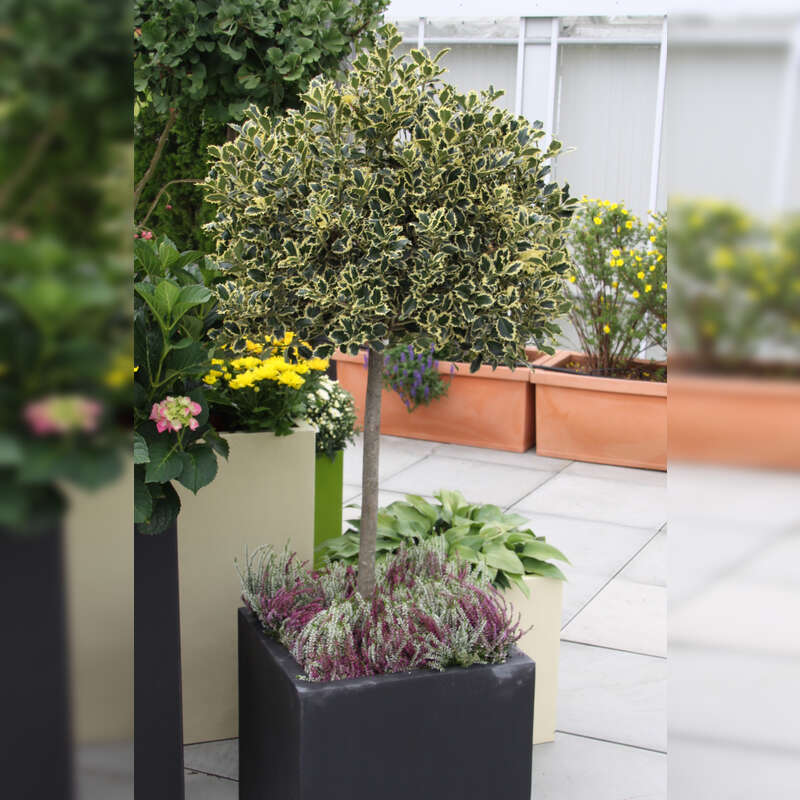 Stechpalme - Ilex aquifolium 'Argentea Marginata' - wei