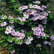 Clematis 'Nelly Moser': Bild 4/4