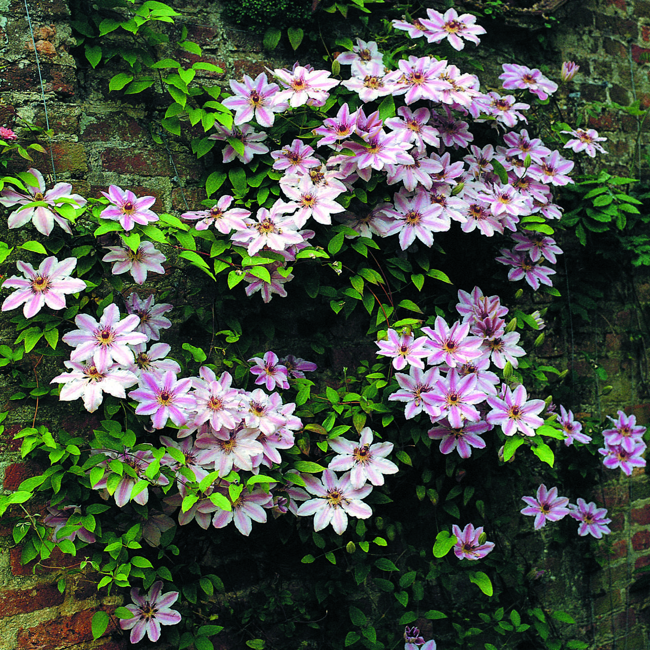 Waldrebe, Großblumige GartenClematis Clematis 'Nelly Moser' mehrfärbig