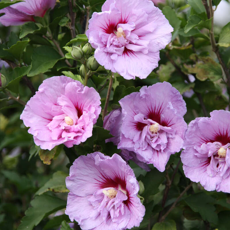 Eibisch Hibiscus syriacus 'Violet Clair Double' violett