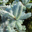 Picea pungens 'Hoopsii': Bild 2/3