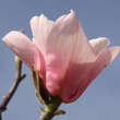 Magnolia 'Sweethart': Bild 3/3