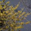 Hamamelis intermedia 'Pallida': Bild 5/6