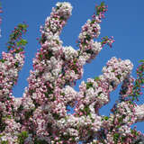 Malus 'Van Eseltine' - Zierapfel