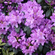 Rhododendron 'Catawb. Grandiflorum': Bild 2/5