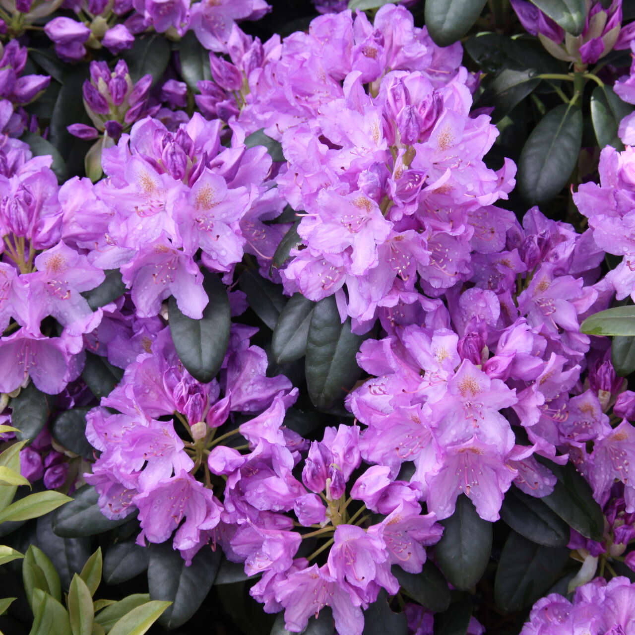 Rhododendron Rhododendron 'Catawbiense Grandiflorum' lila