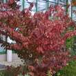 Viburnum plicatum 'Lanarth': Bild 2/7