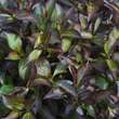 Weigela florida 'Alexandra': Bild 4/4