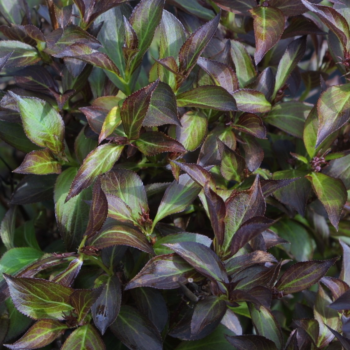 Rotblättrige Weigelie Weigela florida 'Alexandra' rosa