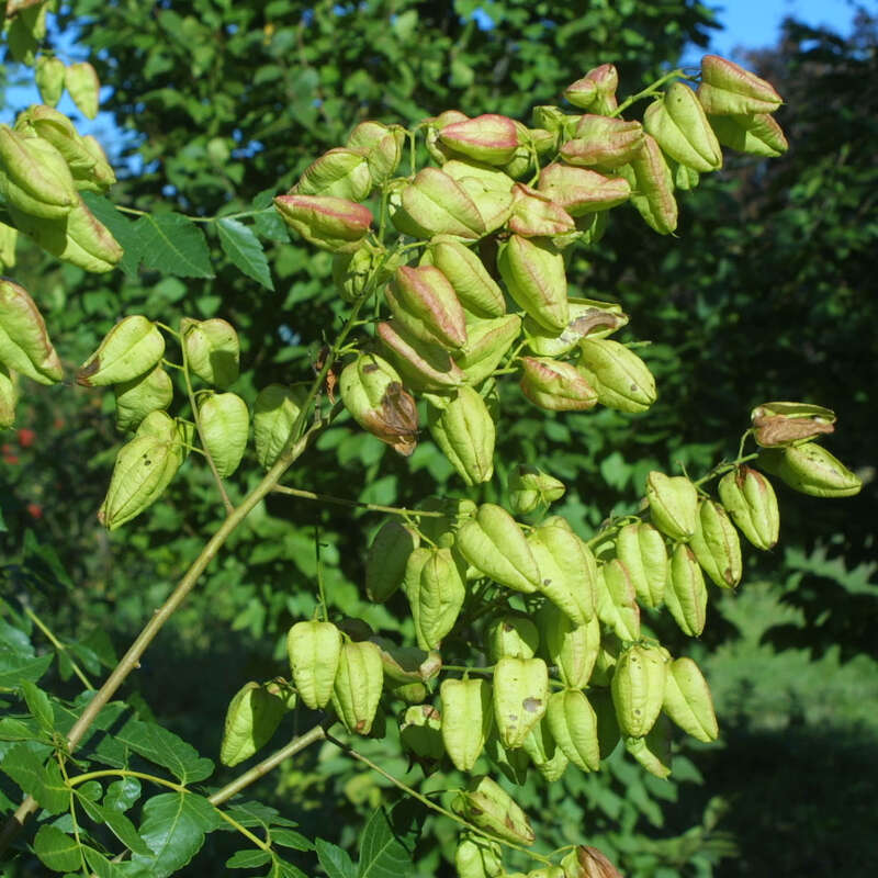 Blasenbaum Koelreuteria paniculata gelb