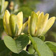 Magnolia acuminata subcordata: Bild 4/4