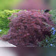 Acer palmatum 'Ornatum': Bild 3/6