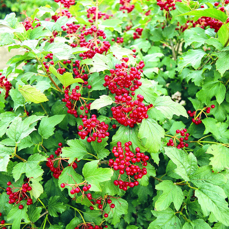 Калина обыкновенная Viburnum opulus. Калина Компактум. Калина opulus compactum. Калина съедобная compactum.