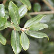 Quercus phillyreoides: Bild 3/4