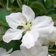 Malus dom. 'Jonathan': Bild 2/3