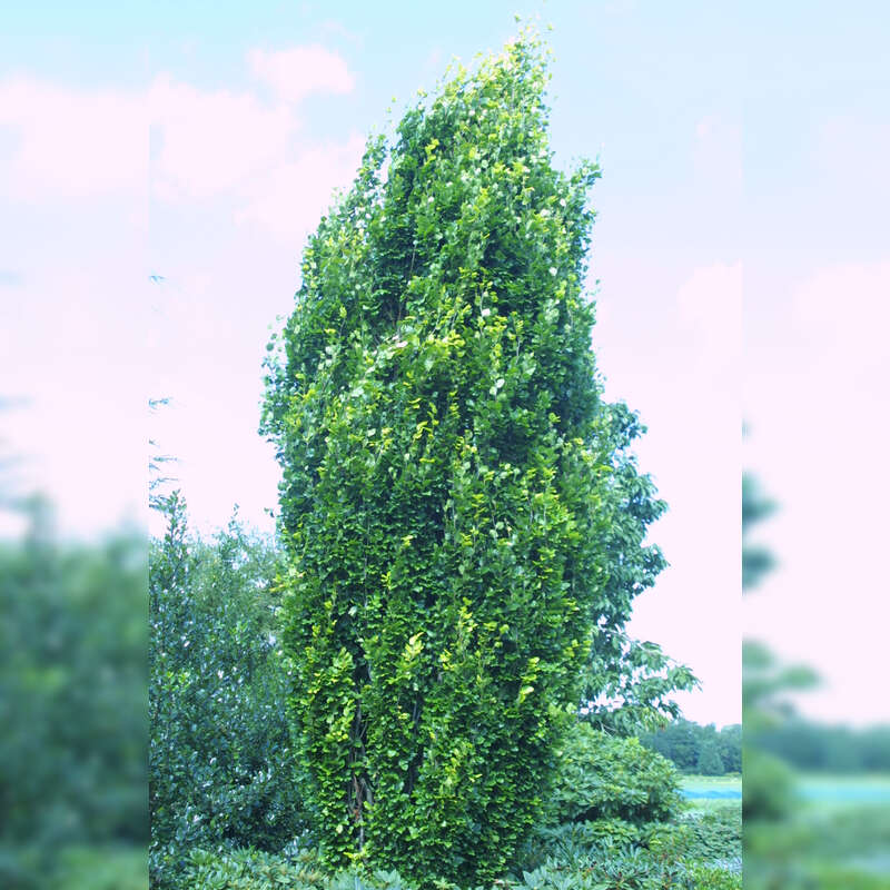 Gelbe Sulen-Buche - Fagus sylvatica 'Dawyck Gold' - gelb