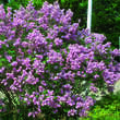 Syringa chinensis 'Saugeana': Bild 5/5