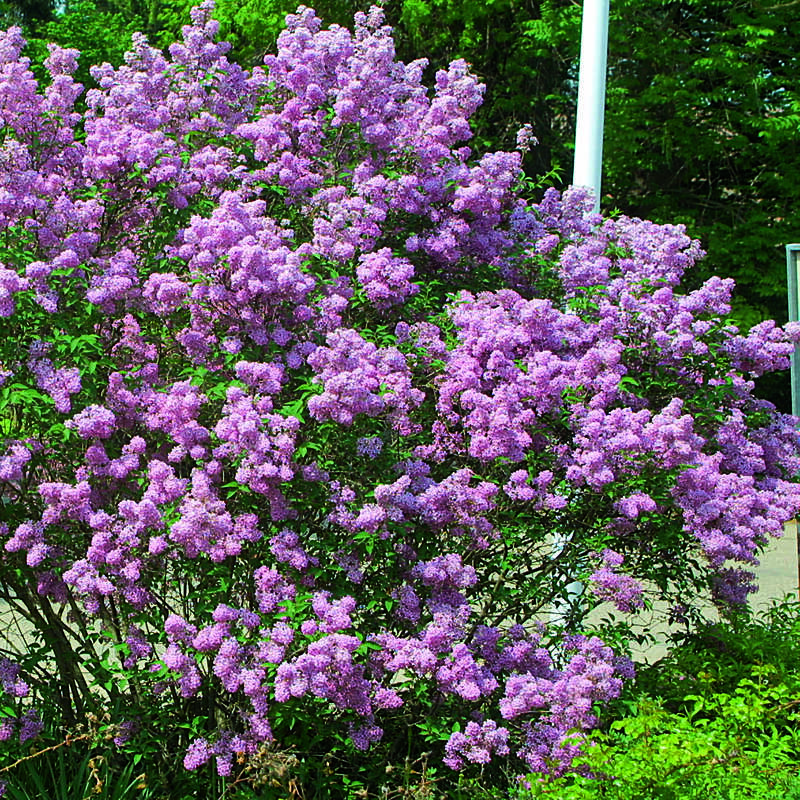 Chinesischer Flieder Syringa Chinensis Saugeana Lila