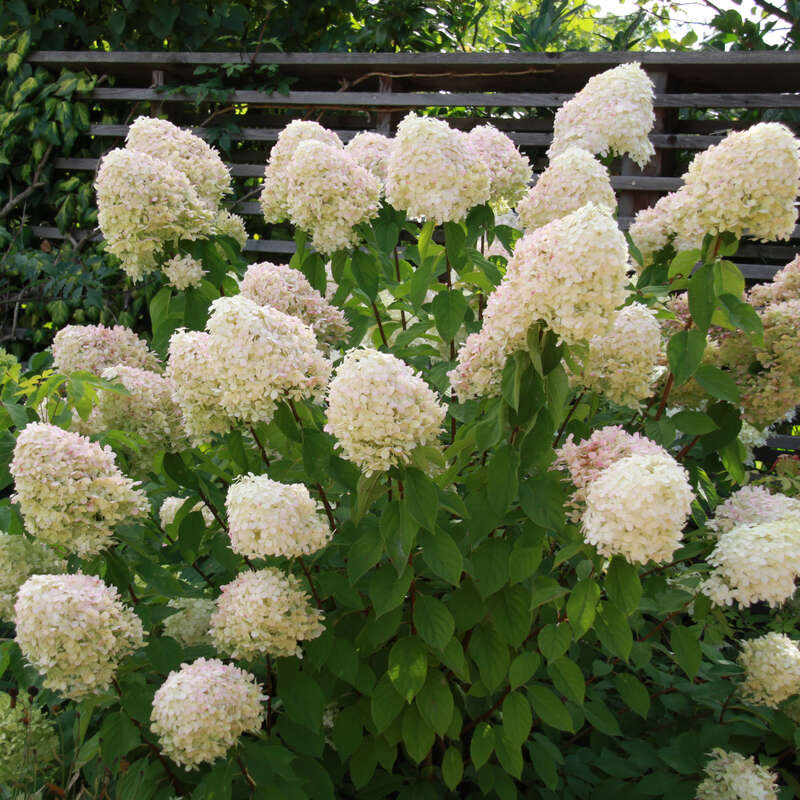 Rispenhortensie - Hydrangea paniculata 'Grandiflora' - weiß