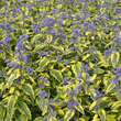 Caryopteris cland. 'Summer Sorbet': Bild 3/4