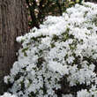 Azalea Japan Hybride - weiß: Bild 5/5