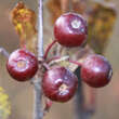 Malus 'Nicoline': Bild 6/7