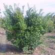 Ligustrum ovalifolium 'Melblack': Bild 6/6