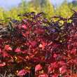 Sorbus 'Burka': Bild 8/11