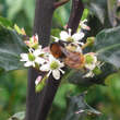 Ilex meserveae 'Blue Angel': Bild 2/2