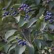 Chionanthus retusus: Bild 5/12