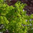 Acer shirasawanum 'Aureum': Bild 2/6
