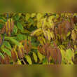 Acer carpinifolium: Bild 4/4