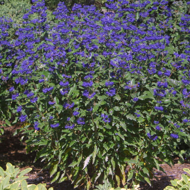 Bartblume - Caryopteris clandonensis 'Grand Bleu' - blau