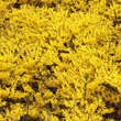 Forsythia 'Maree d'Or': Bild 7/7