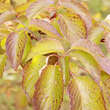 Cornus controversa: Bild 5/7