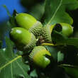 Quercus pubescens: Bild 5/8