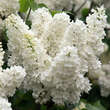 Syringa vulgaris 'Mme. Florent Stepman': Bild 3/5