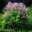 Syringa prestoniae 'Coral': Bild 3/3